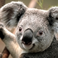 Koala Bear